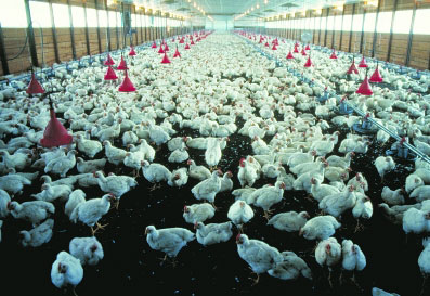 China Chickens