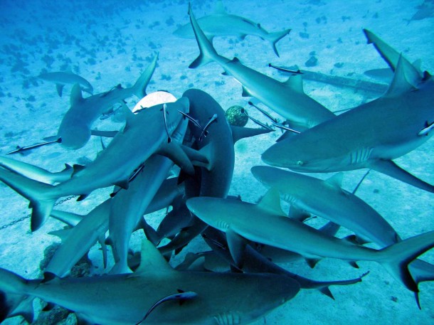 shark-feeding-frenzy-from-icisdotcom